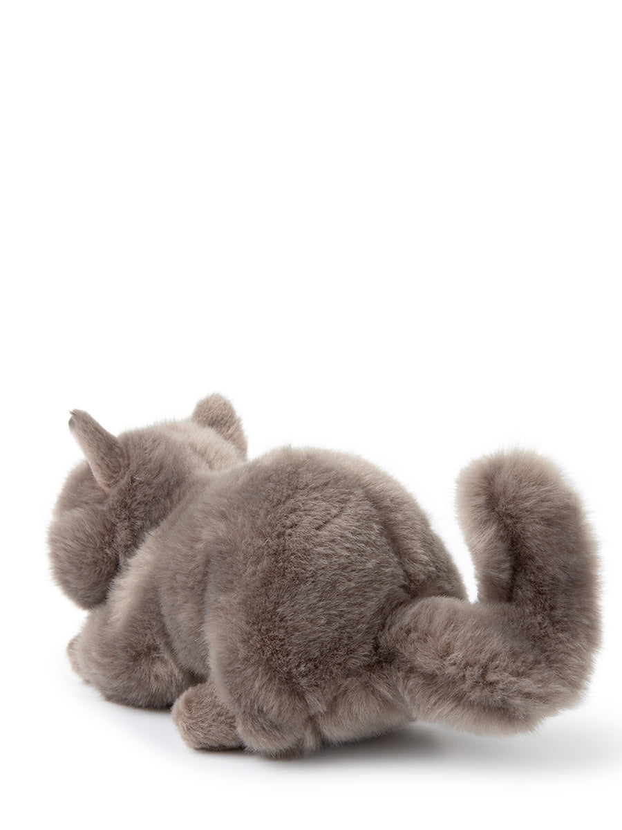 B.T. Chaps Freddy the British Shorthair in giftbox 20 cm - 8